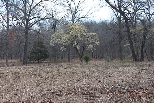 Tract 6 - Dogwood Tree - OKLAHOMA LAND & REAL ESTATE AUCTION, 438 +/- Acres offered in 13 Tracts